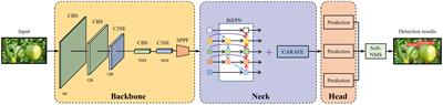 Accurate and fast detection of tomatoes based on improved YOLOv5s in natural environments